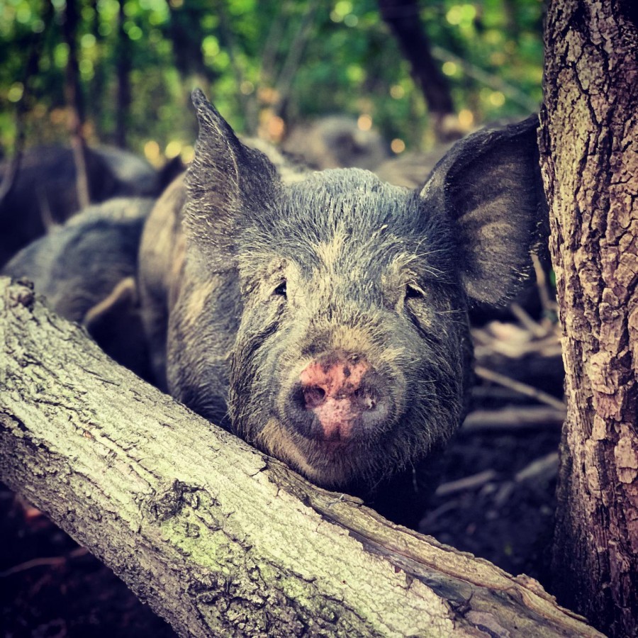Woodlot Berkshire Pork